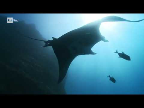 Docufilm Isole della Bassa California Documentario natura