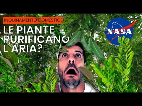 Inquinamento domestico – e vero che le piante eliminano l’inquinamento?